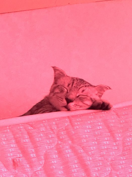 Продам породистого котенка
