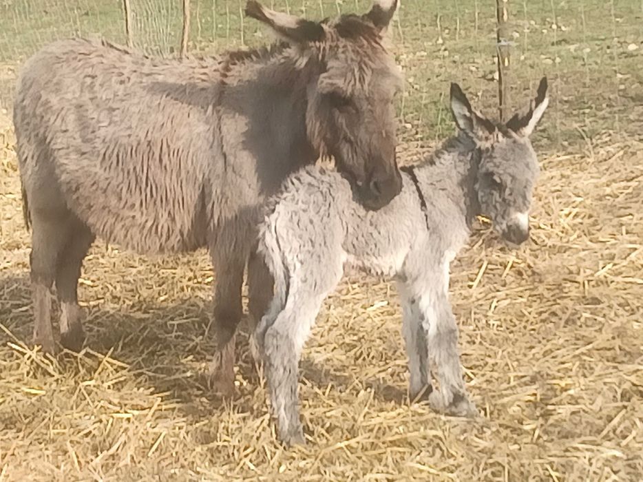 Magarița cu pui de o zi