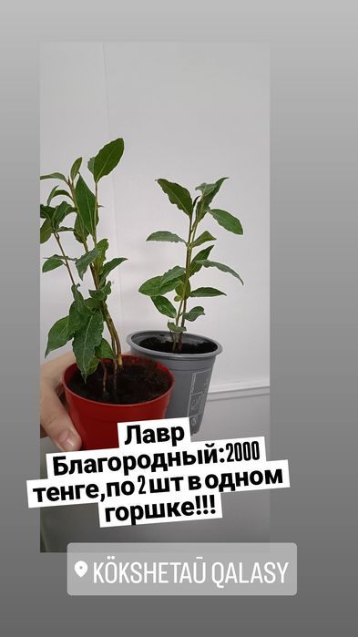 Лавр в наличии,лавровое дерево:2000 тенге