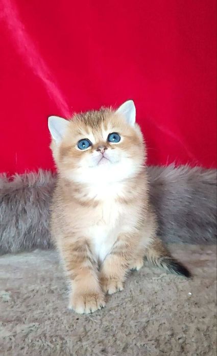 Британская золотая шиншилла Чистокровная девочка