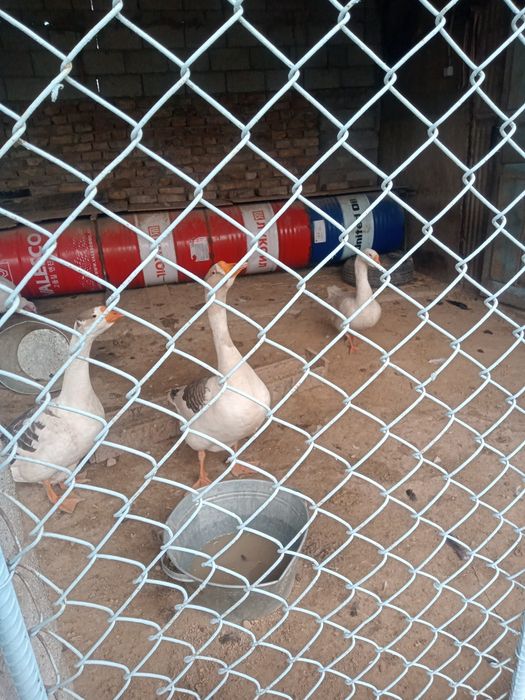 Гуси каздар сатылады