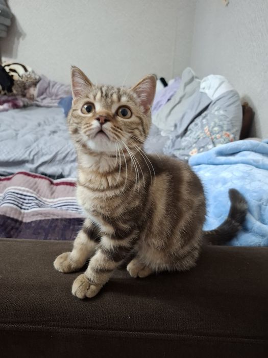 Продаётся котёнок