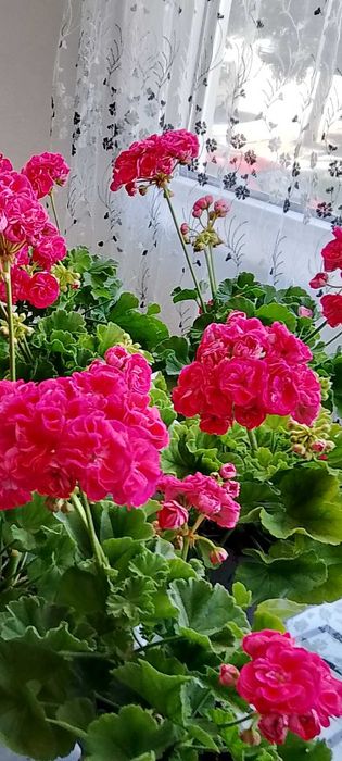 Продавам колекционерски мушкато расалинда