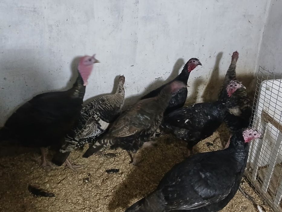 Индюки-Индюшки Гибриды