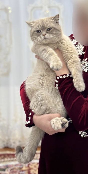 Vyazkaga qiz mushuklarni taklif etamiz