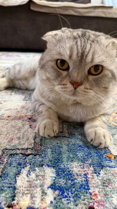 Шотландский вислоухий кот ищет кошечку