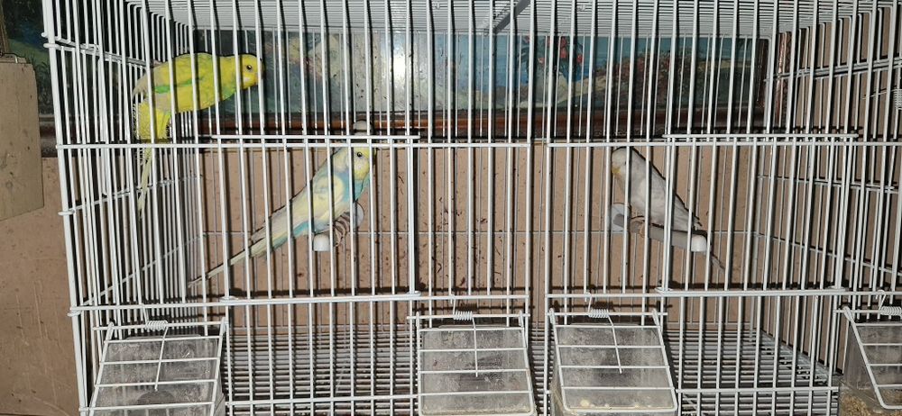 Vând peruși  60 de lei bucata