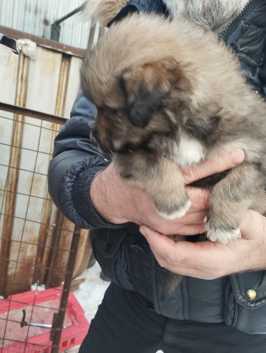 Щенки .22декабря месяц .