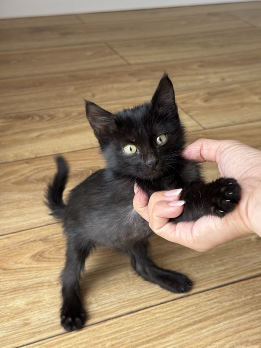 Котенок 1,5 месяца мальчик