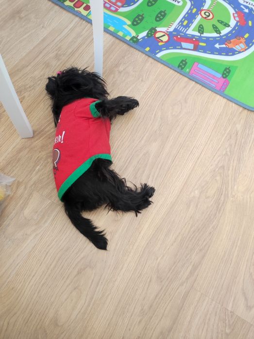 Аффенпинчер ,щенки СКК