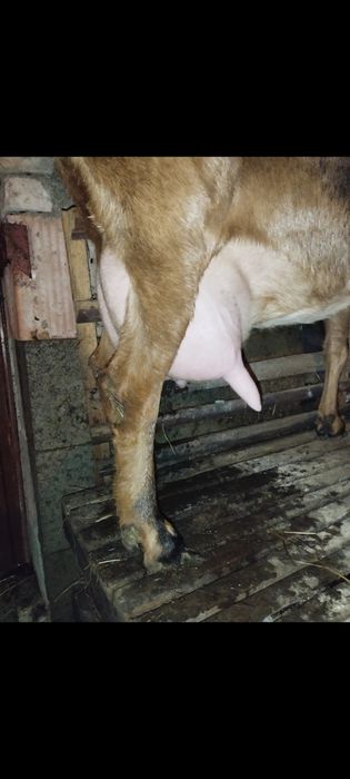 Capra anglo nubiana