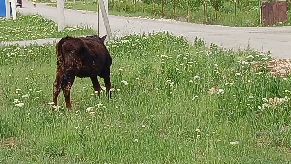 Таналар сатылады