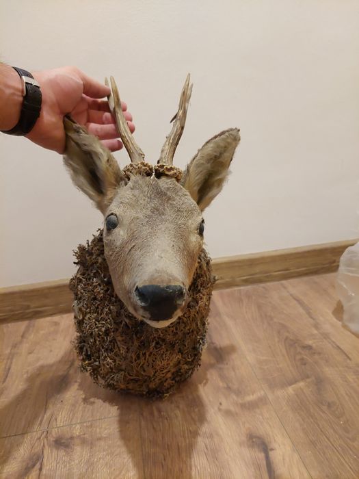 Трофей, глава от сръндак