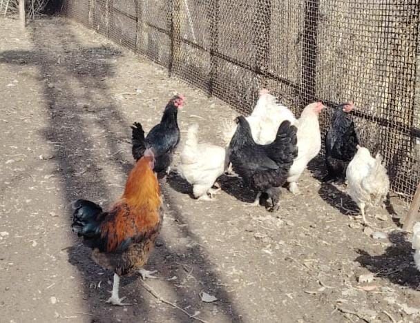 Продам годовалых петушков