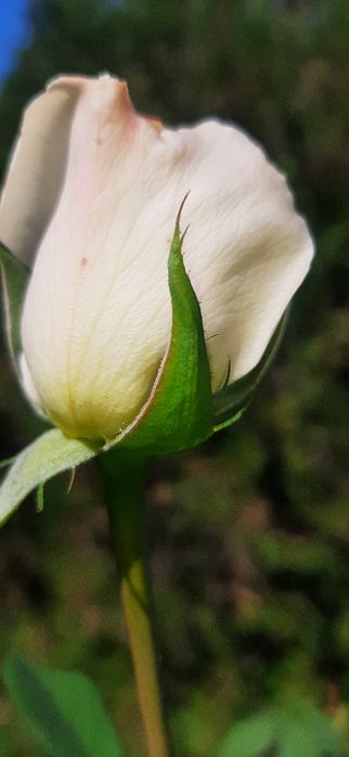 Продам цветы разных видов ,кустарники .