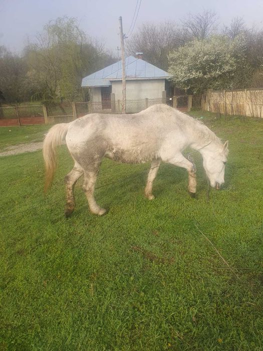 Vand iapa cuminte  , blanda