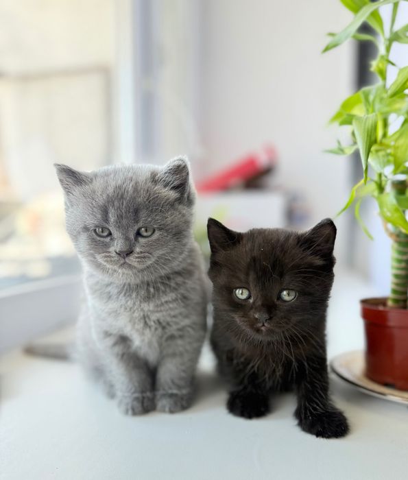 Котята, шотландские, страйтики)