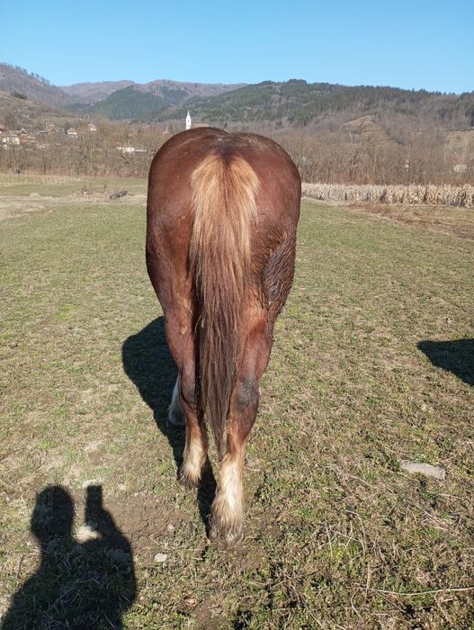 Mânză de 2 ani de vânzare