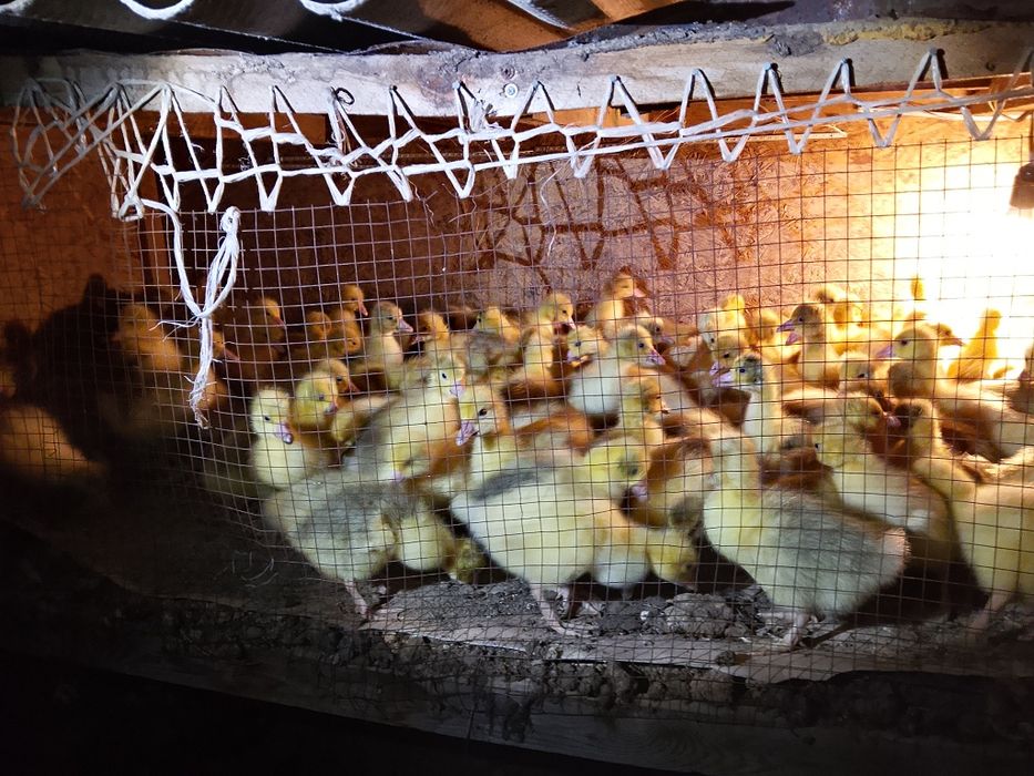 Продам.      Гусята