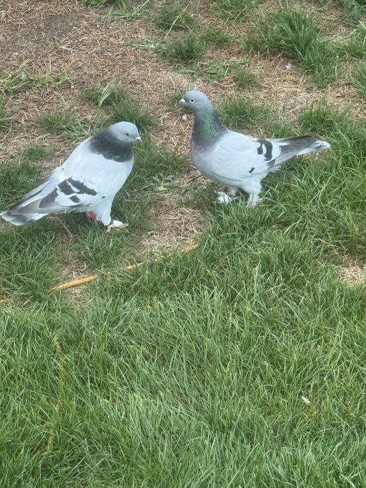 Takla jucatori turcești calitate garantată de joc