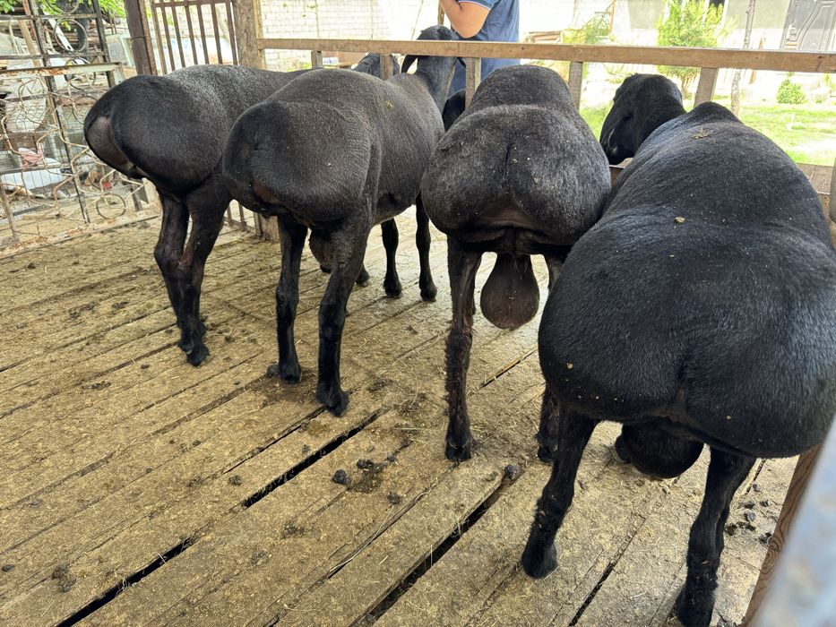 Кучкорлар сотилади