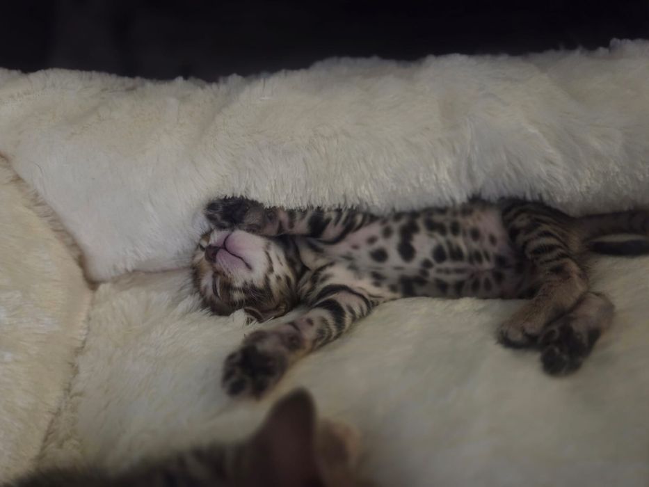 Продаются бенгальские котята