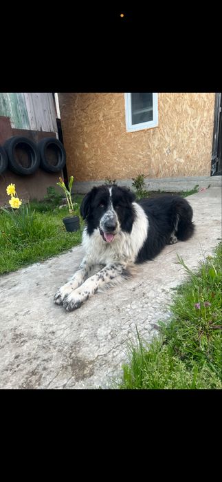 Donez URGENT caine rasa ciobanesc bucovina