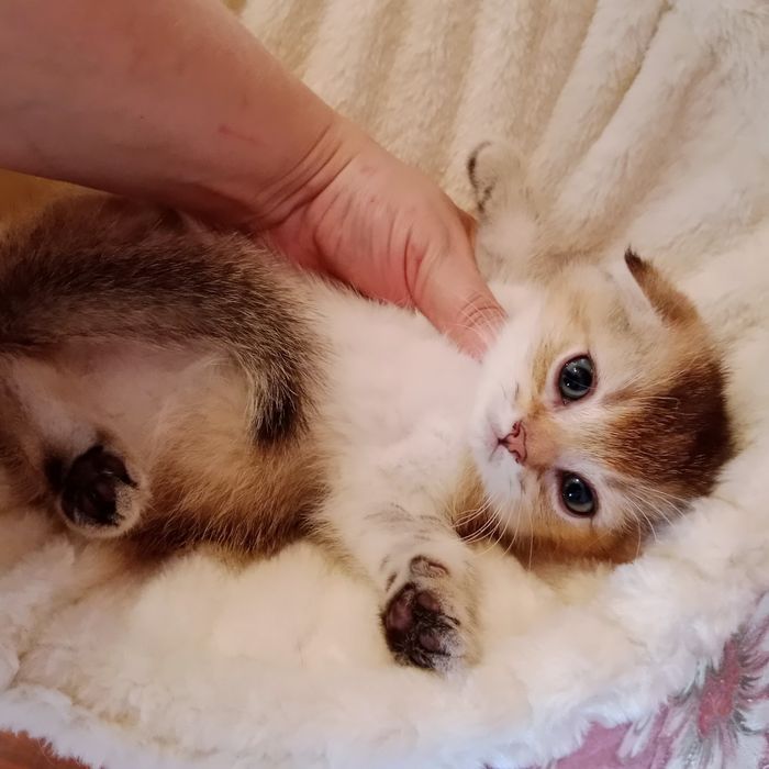 Девочка золотая Шиншила Скоттиш Фолд