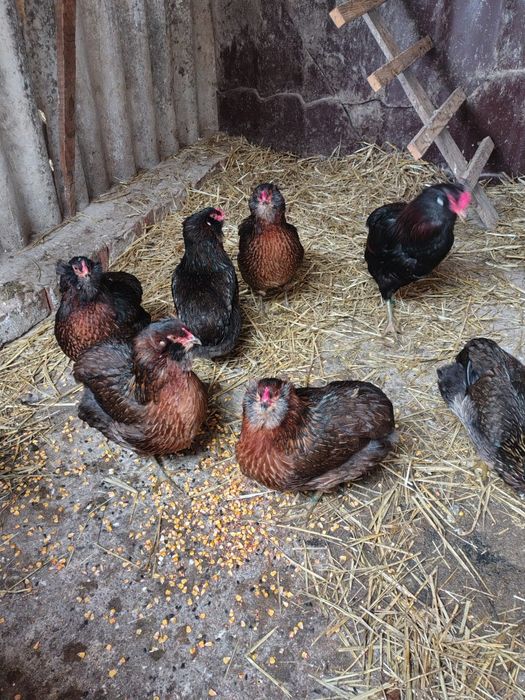 Vând găini araucana
