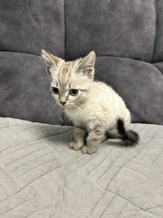 Продам котенка 10000тенге