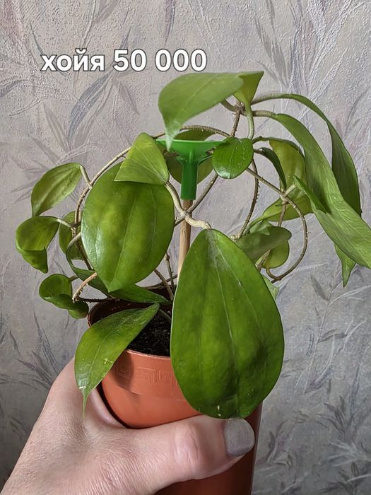 Продаю комнатные цветы