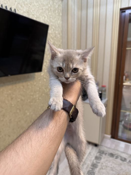 Шотландская вислоухая кошечка