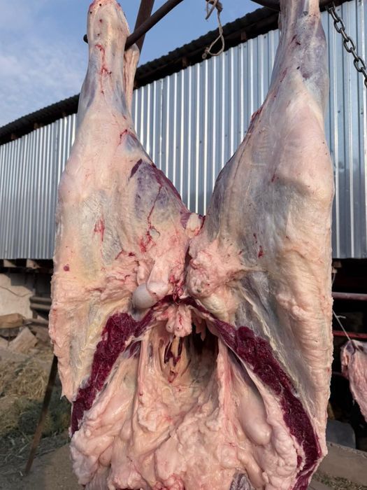 Соғым 1.5 жасар тайлар,