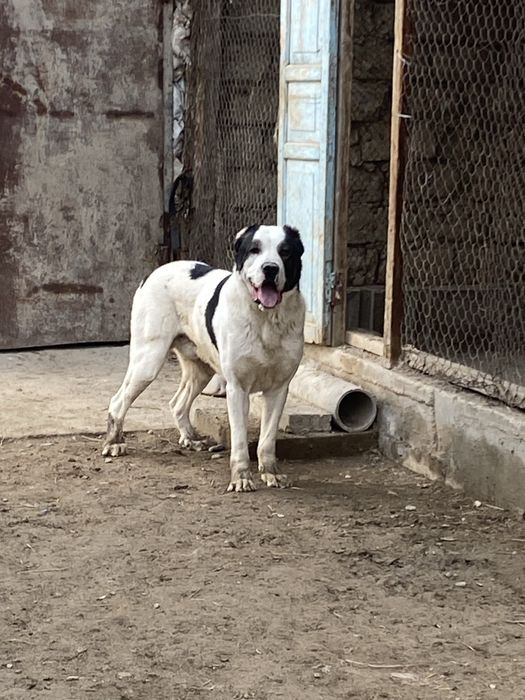 Алабай (Орта Азия овчаркасы)