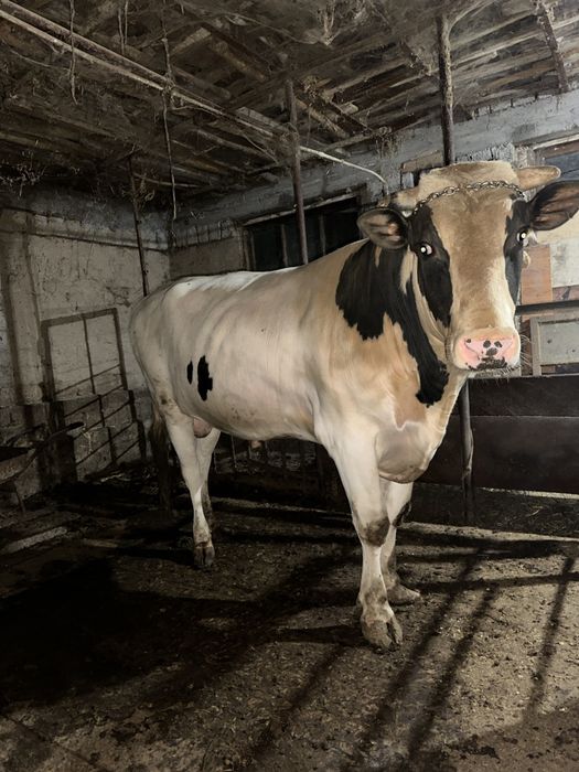 Qurbon xayit ga  ehson qilaman digan okala uchun