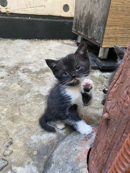 котята скотиш страйт