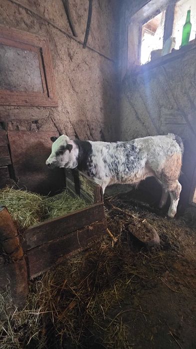 De vânzare 2 tăuraș unl angus si nunu belgian