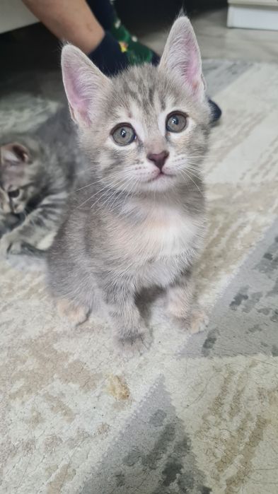 Отдам котят в добрые руки