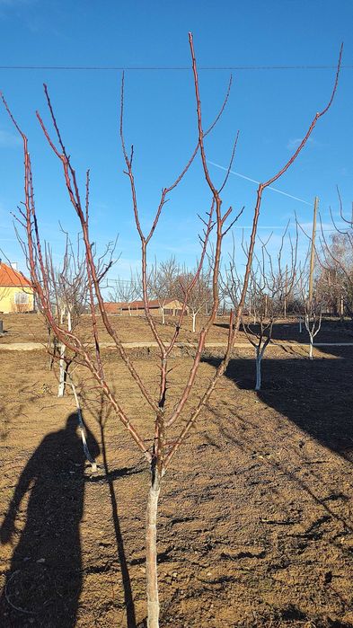 Резитба на овошки и декоративни растения