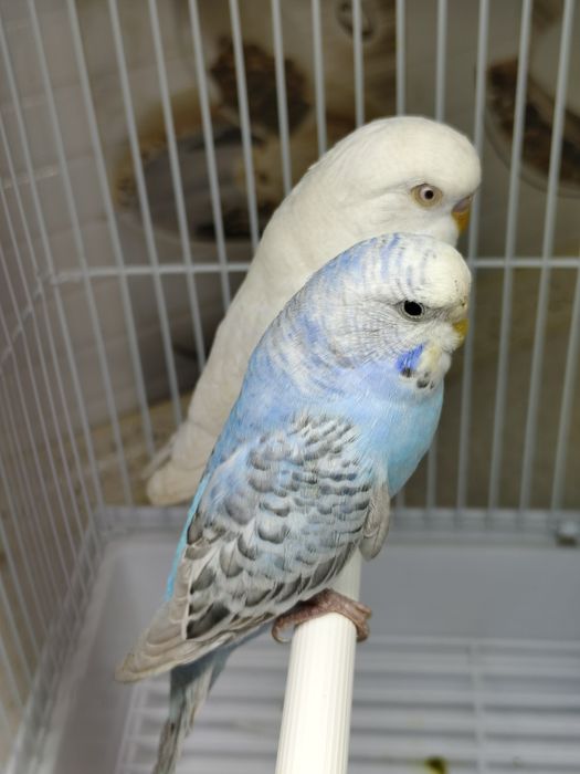 Попугай комплект