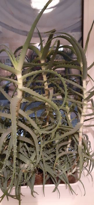 Алоэ лекарственный