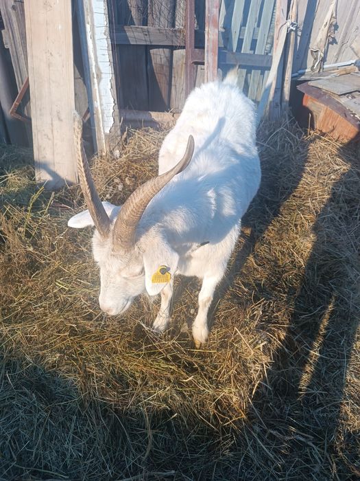 Продам двух козочек