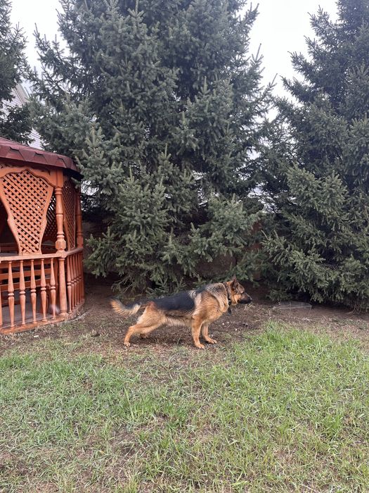 Немецкая овчарка вязка