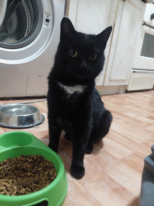 Кот ищет семью и дом