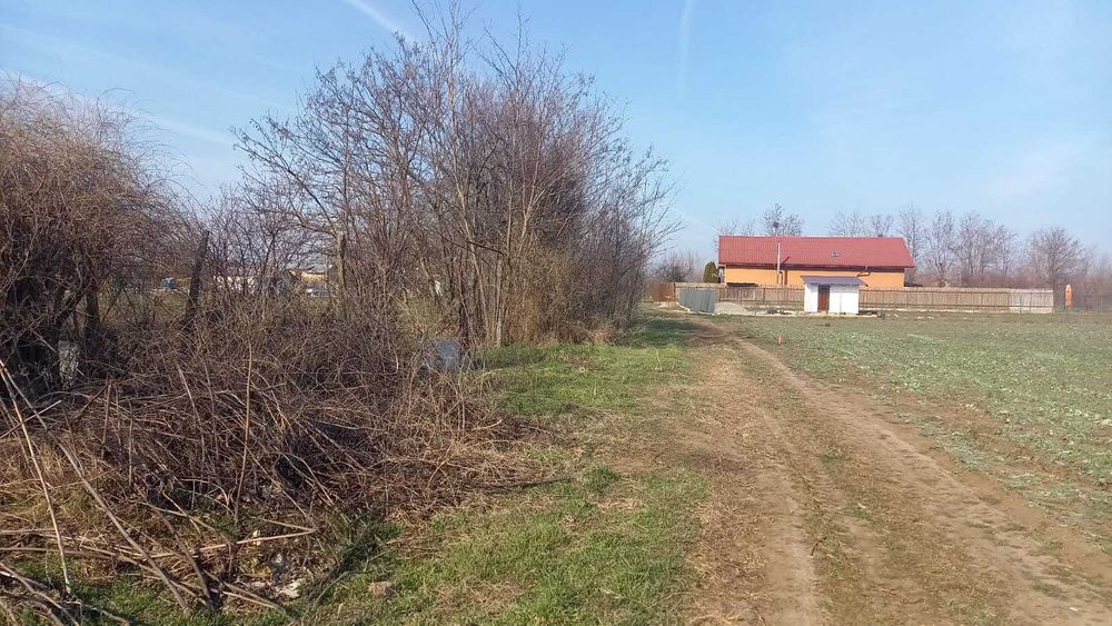 Teren Darvari-Tamadau Mare