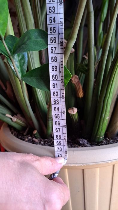 Долларовое дерево