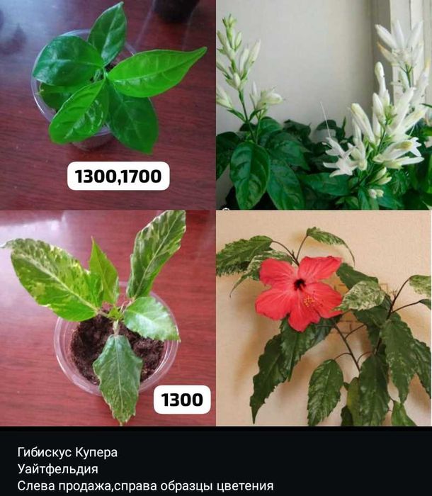 Калатея,бегонии,абутилон,гибискус, уайтфельдия,разные отростки...