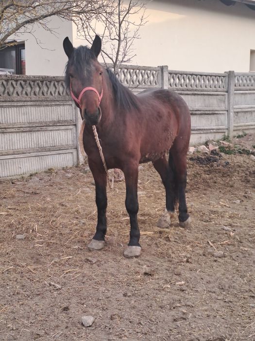 Vând armăsar  de 3 ani