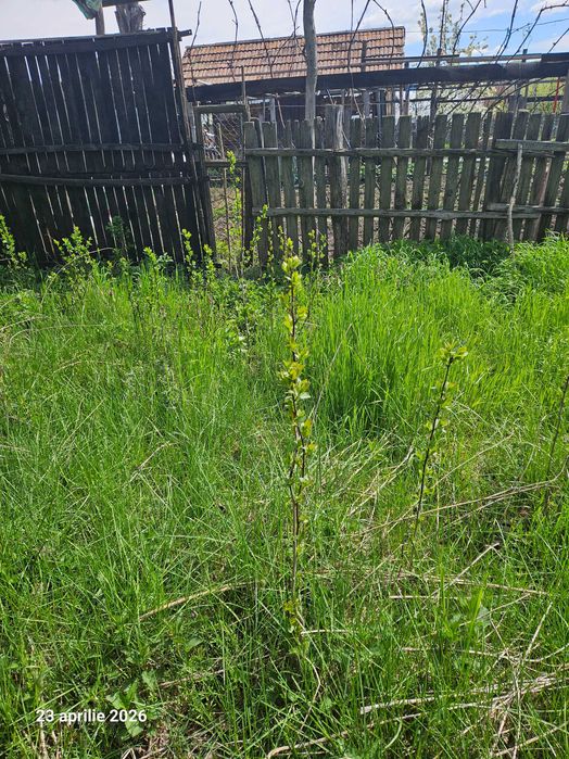 Iarba de vanzare in Pietrosani Arges si Domnesti si urzici. Pruni, meri, nuci micuti sau mari pentru plantat in gradini. Rugi de mure si zmeura.