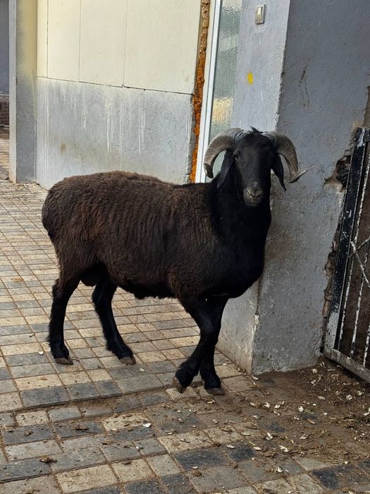 Qassob xizmati sog'lom dashda boqilga qoyla kilosiga 140 somda